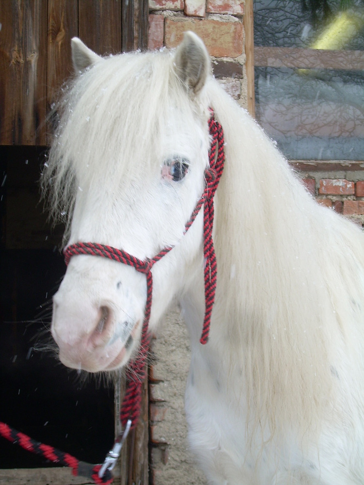 Chicco